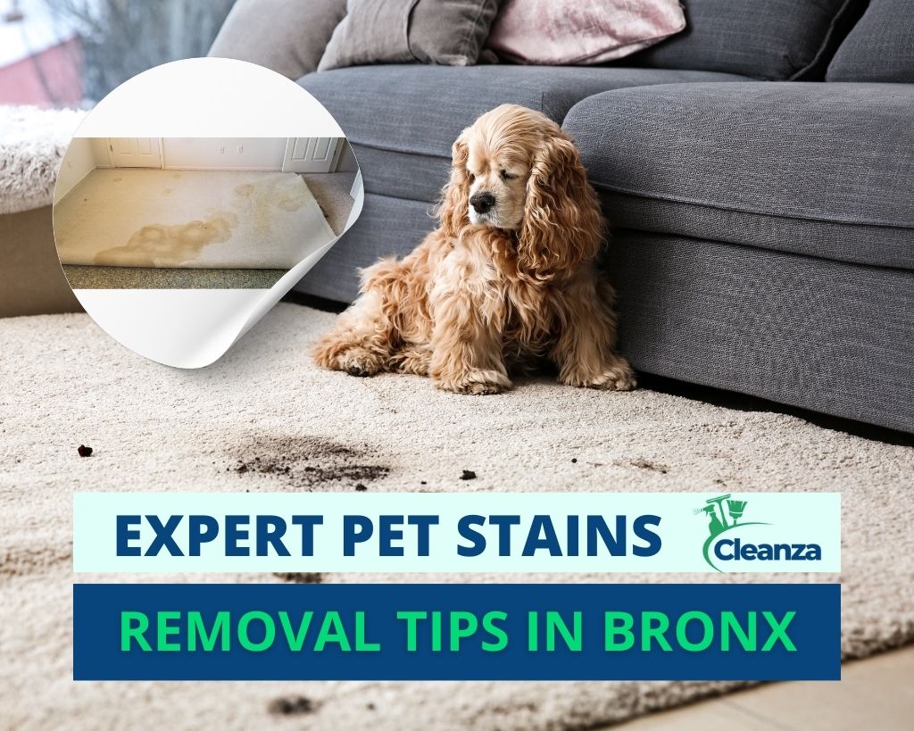 Pet stain removal Bronx, NY - How to Remove Pet Stains from Carpets in Bronx, NY